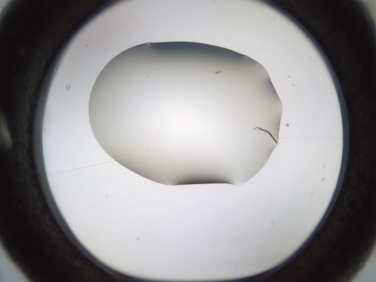 folderID187_plateID1187_batchID3361_wellNum5_profileID1_d1_r65315_ef.jpg