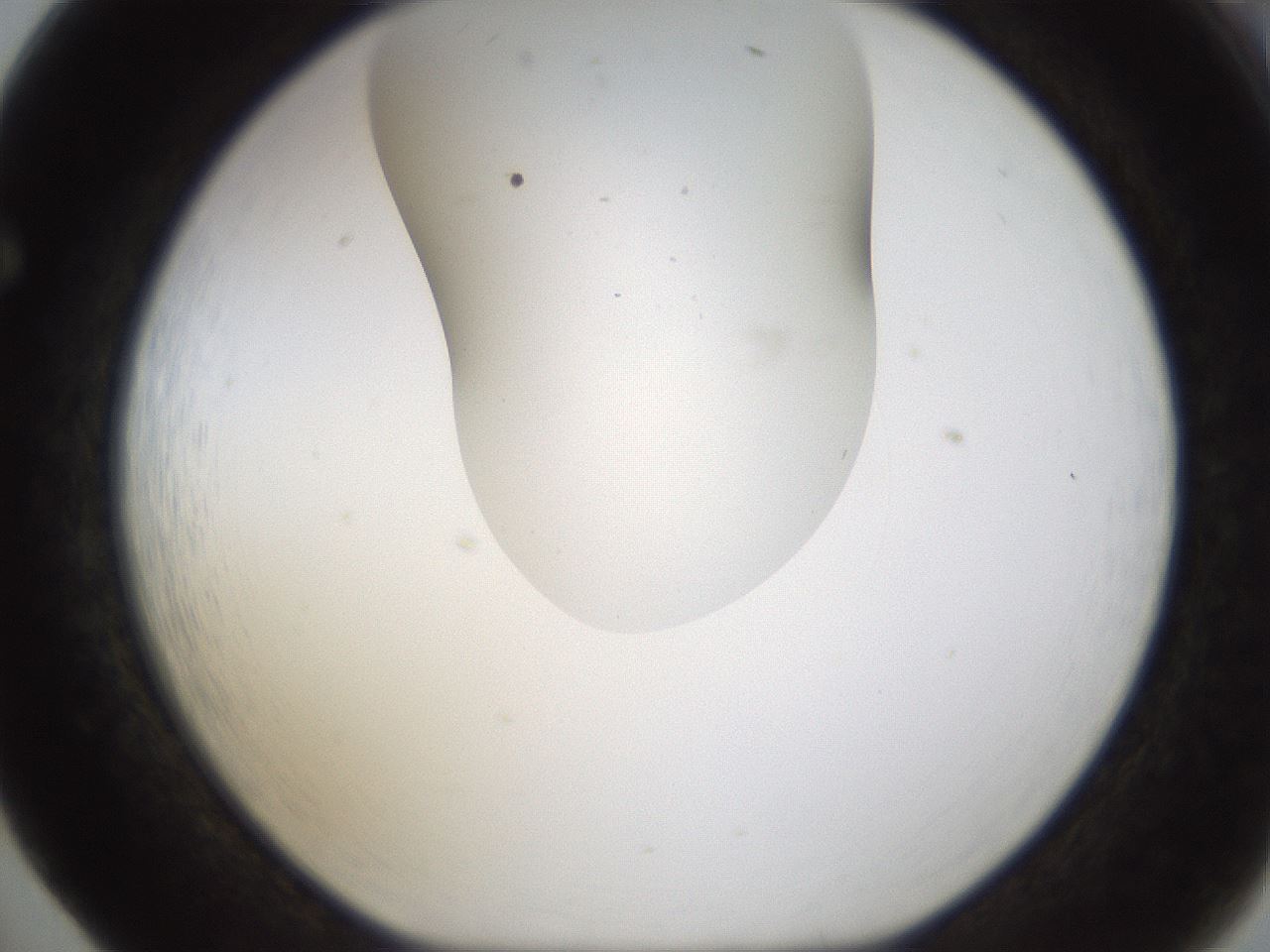 folderID187_plateID1187_batchID3361_wellNum65_profileID1_d1_r65375_ef.jpg