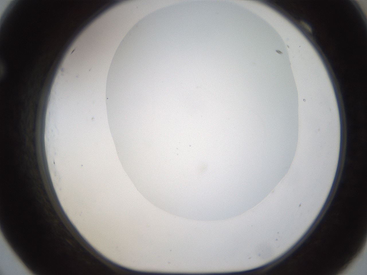 folderID187_plateID1187_batchID3361_wellNum69_profileID1_d1_r65379_ef.jpg