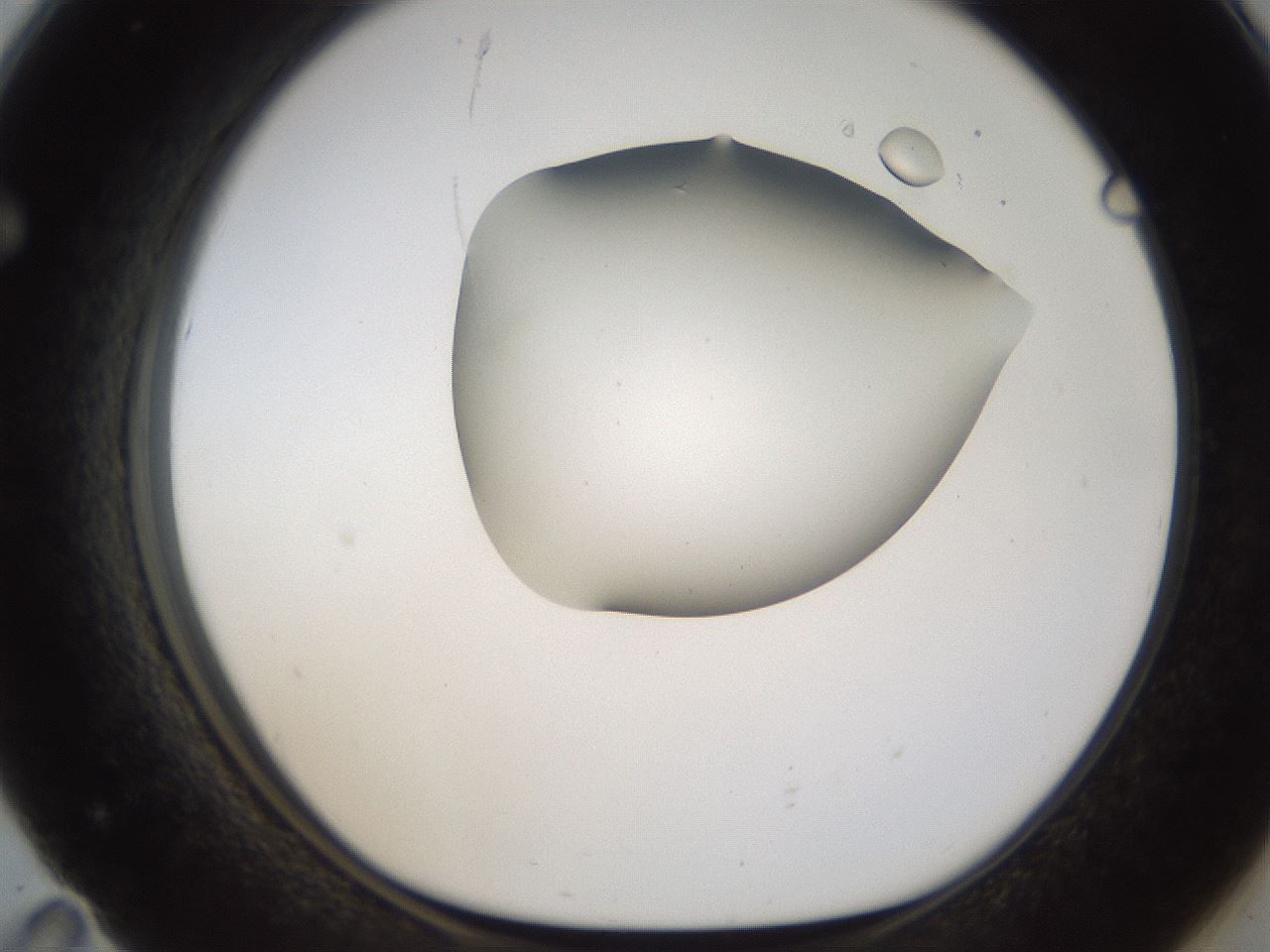 folderID187_plateID1187_batchID3361_wellNum71_profileID1_d1_r65381_ef.jpg