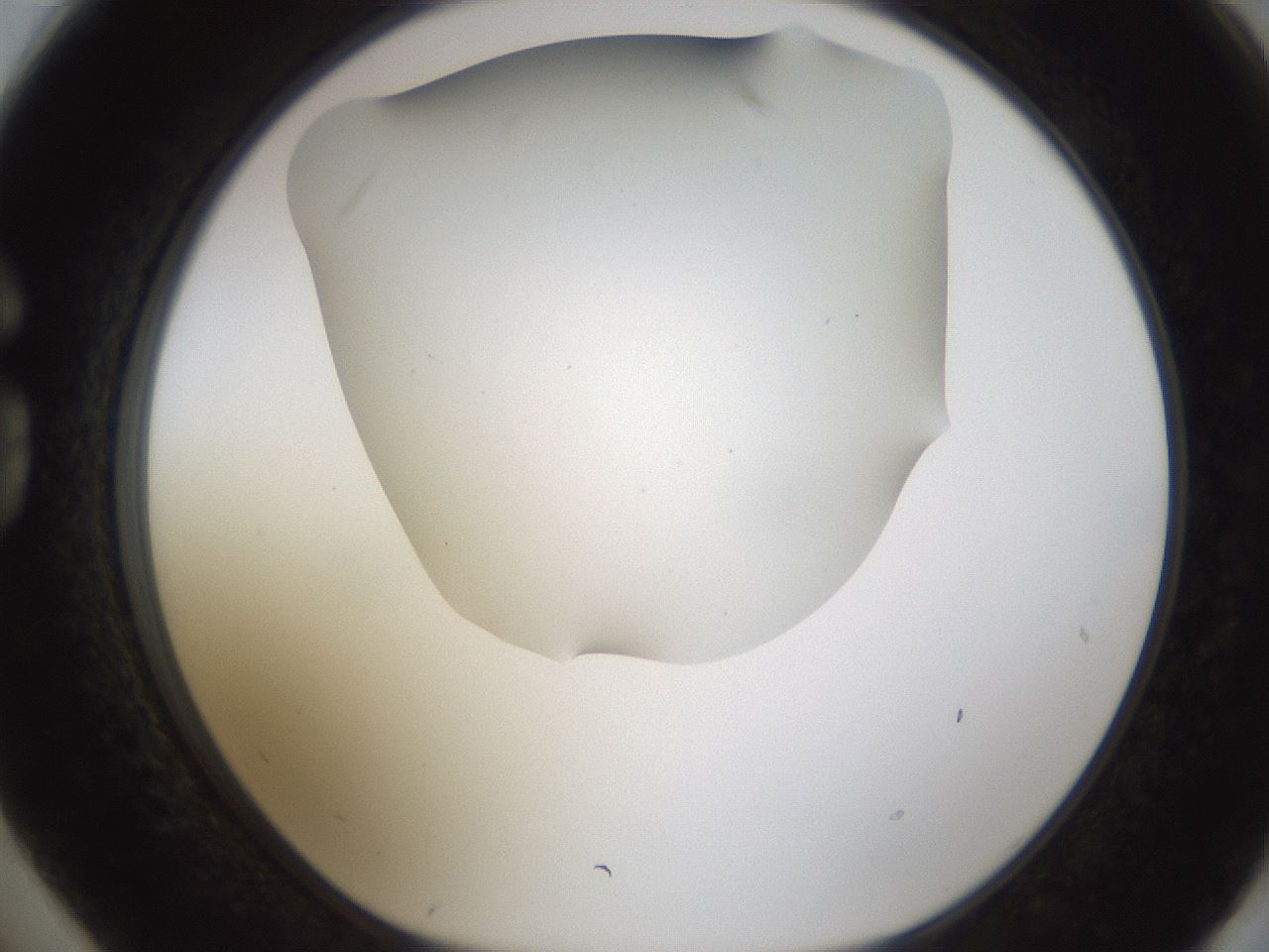 folderID187_plateID1187_batchID3361_wellNum74_profileID1_d1_r65384_ef.jpg