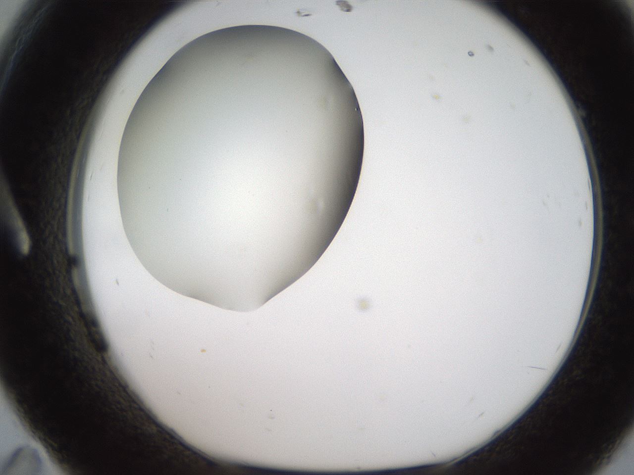 folderID187_plateID2187_batchID9955_wellNum11_profileID1_d1_r148225_ef.jpg