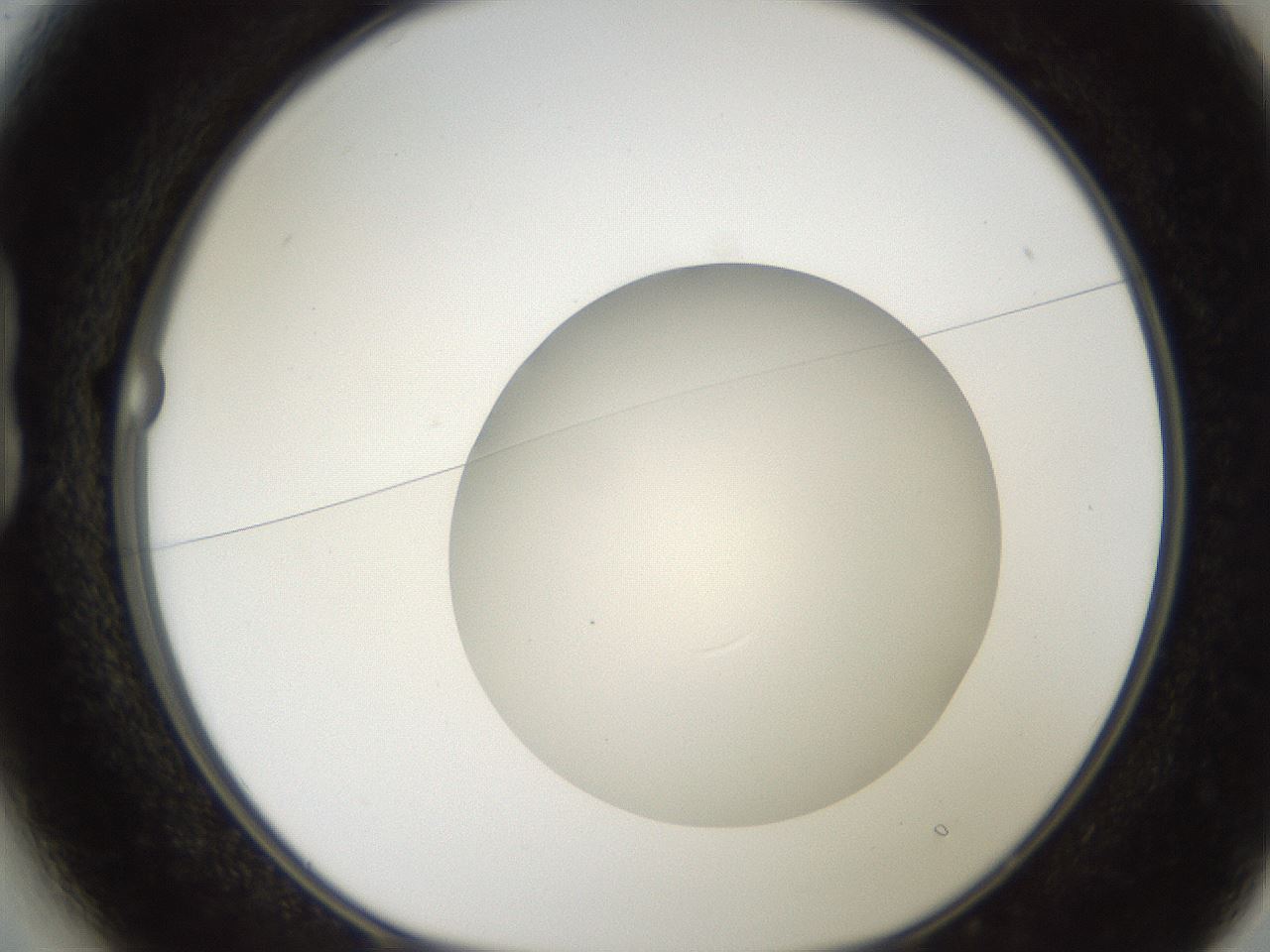 folderID187_plateID2187_batchID9955_wellNum13_profileID1_d1_r148227_ef.jpg