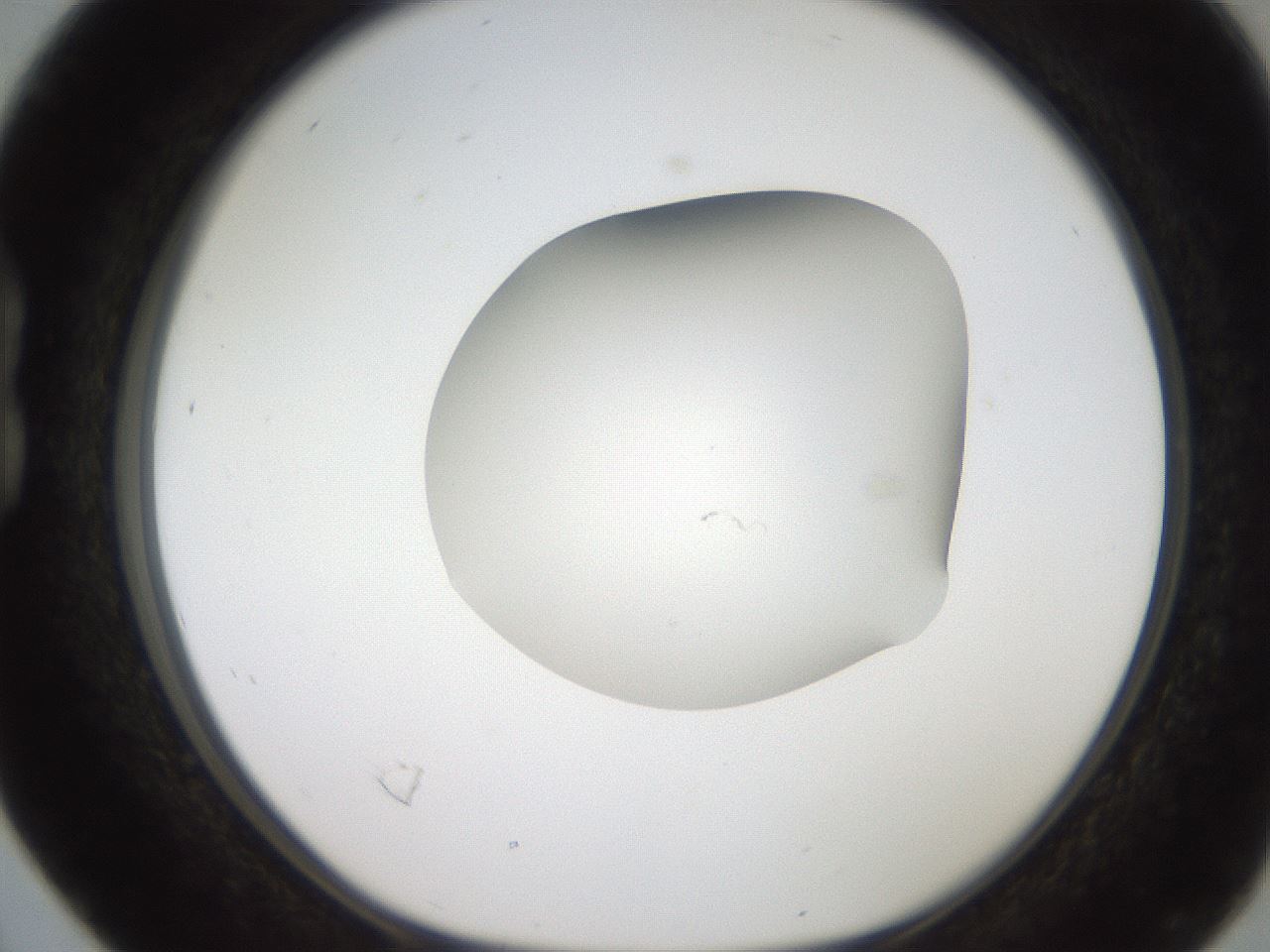 folderID187_plateID2187_batchID9955_wellNum16_profileID1_d1_r148230_ef.jpg