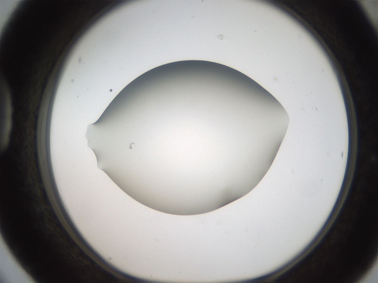 folderID187_plateID2187_batchID9955_wellNum42_profileID1_d1_r148256_ef.jpg