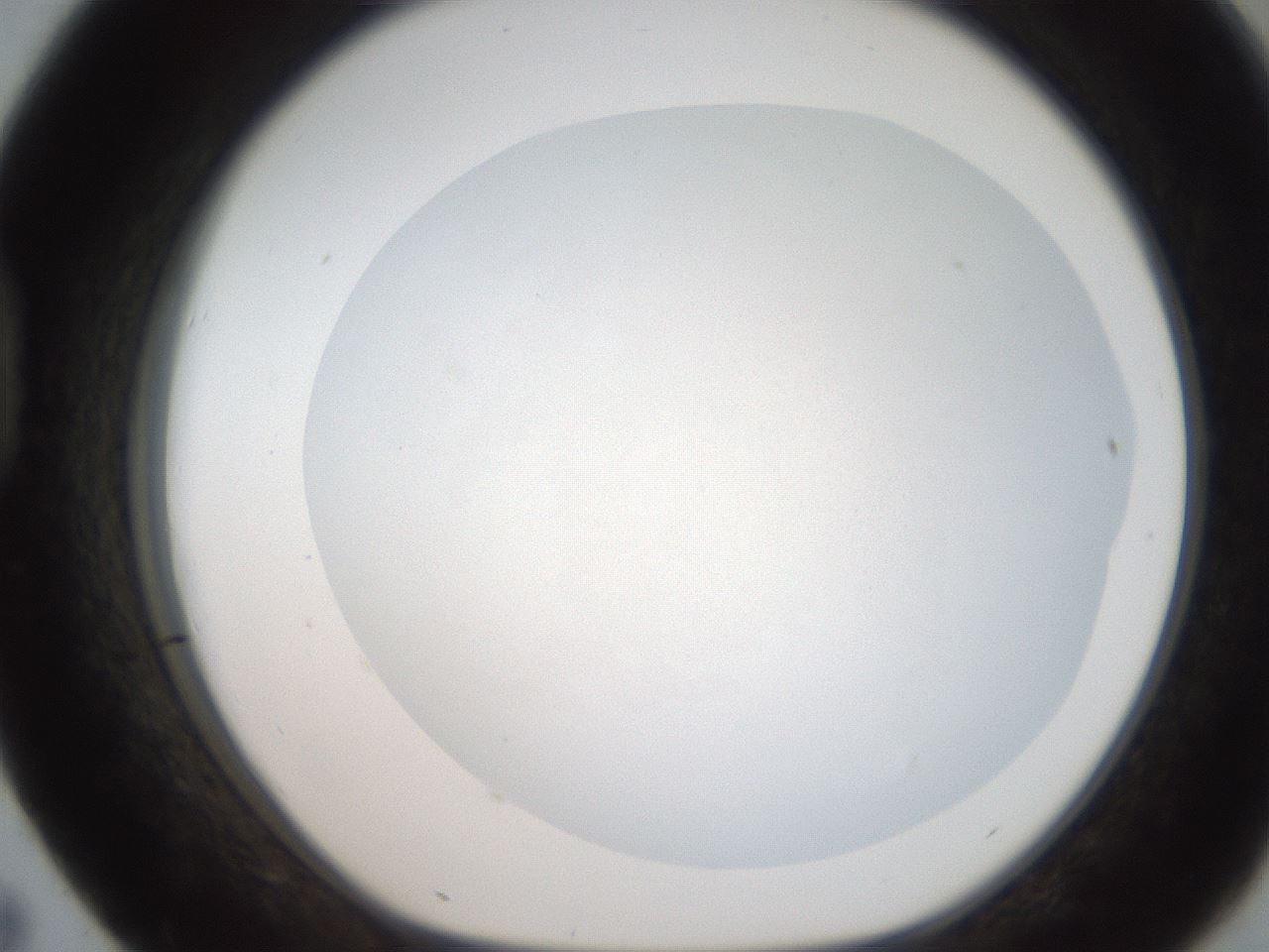 folderID187_plateID2187_batchID9955_wellNum43_profileID1_d1_r148257_ef.jpg