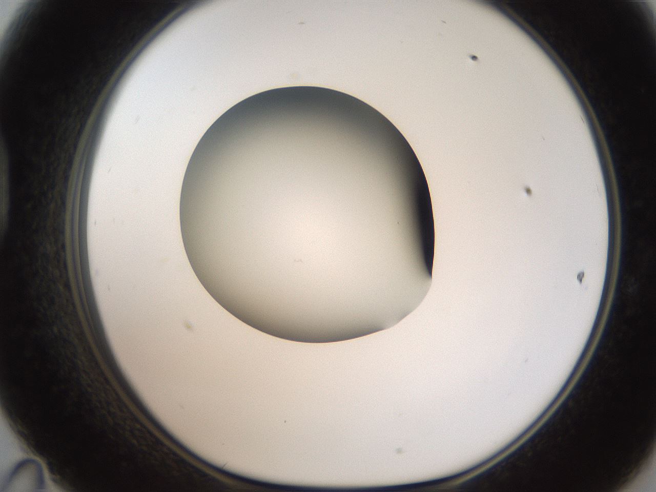 folderID187_plateID2187_batchID9955_wellNum47_profileID1_d1_r148261_ef.jpg