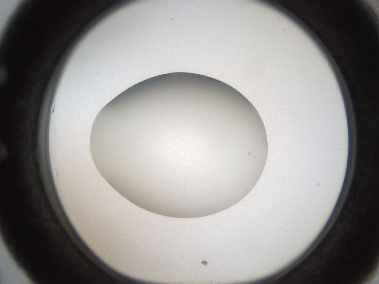 folderID187_plateID2187_batchID9955_wellNum53_profileID1_d1_r148267_ef.jpg
