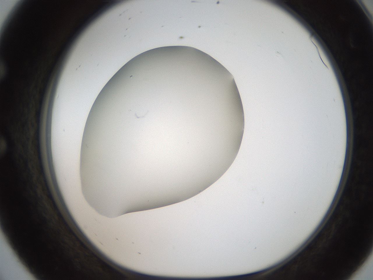 folderID187_plateID2187_batchID9955_wellNum56_profileID1_d1_r148270_ef.jpg
