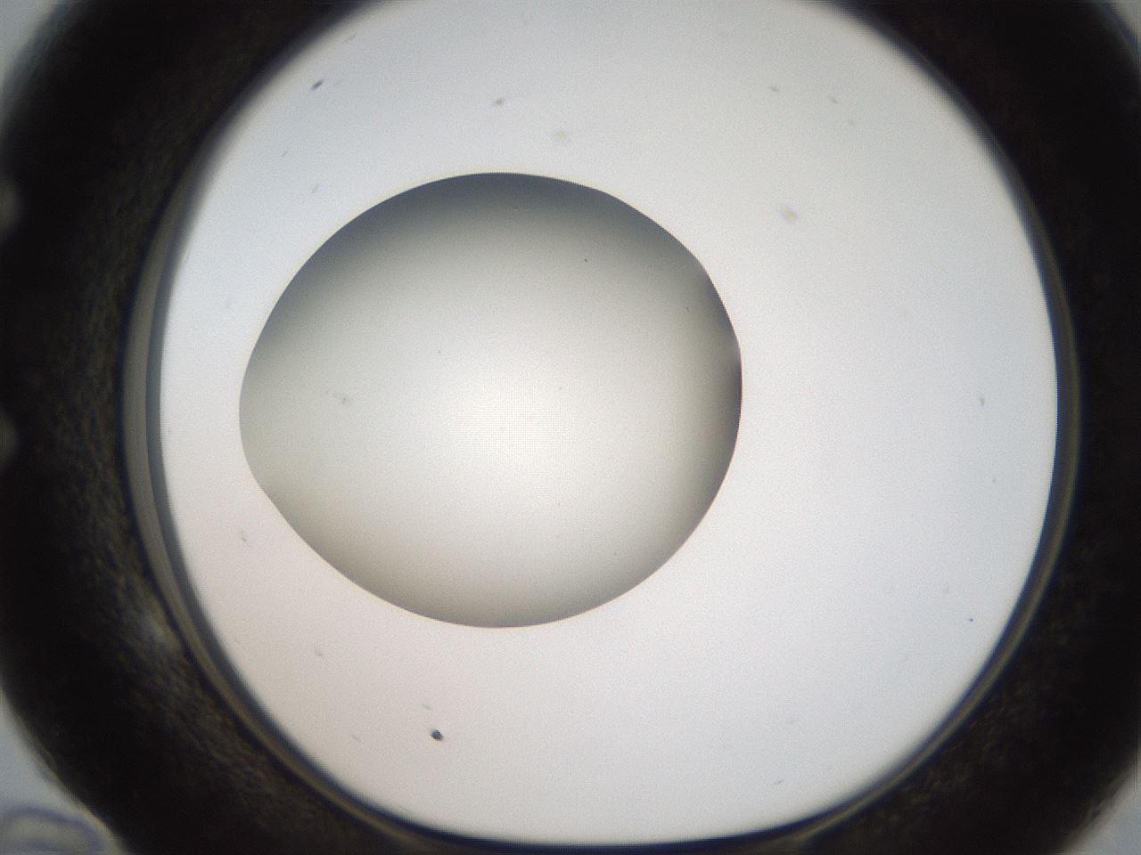 folderID187_plateID2187_batchID9955_wellNum58_profileID1_d1_r148272_ef.jpg