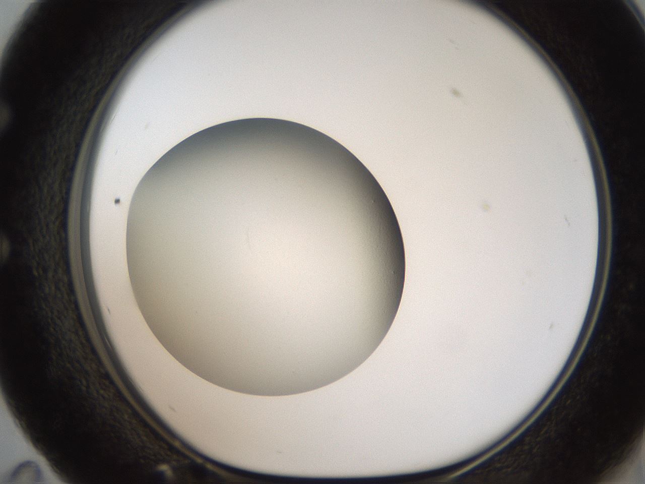 folderID187_plateID2187_batchID9955_wellNum59_profileID1_d1_r148273_ef.jpg