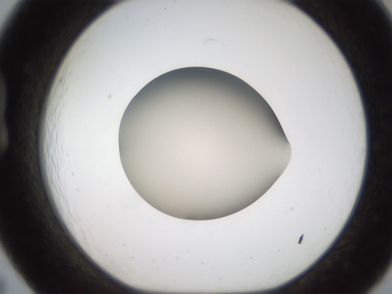 folderID187_plateID2187_batchID9955_wellNum19_profileID1_d1_r148233_ef.jpg