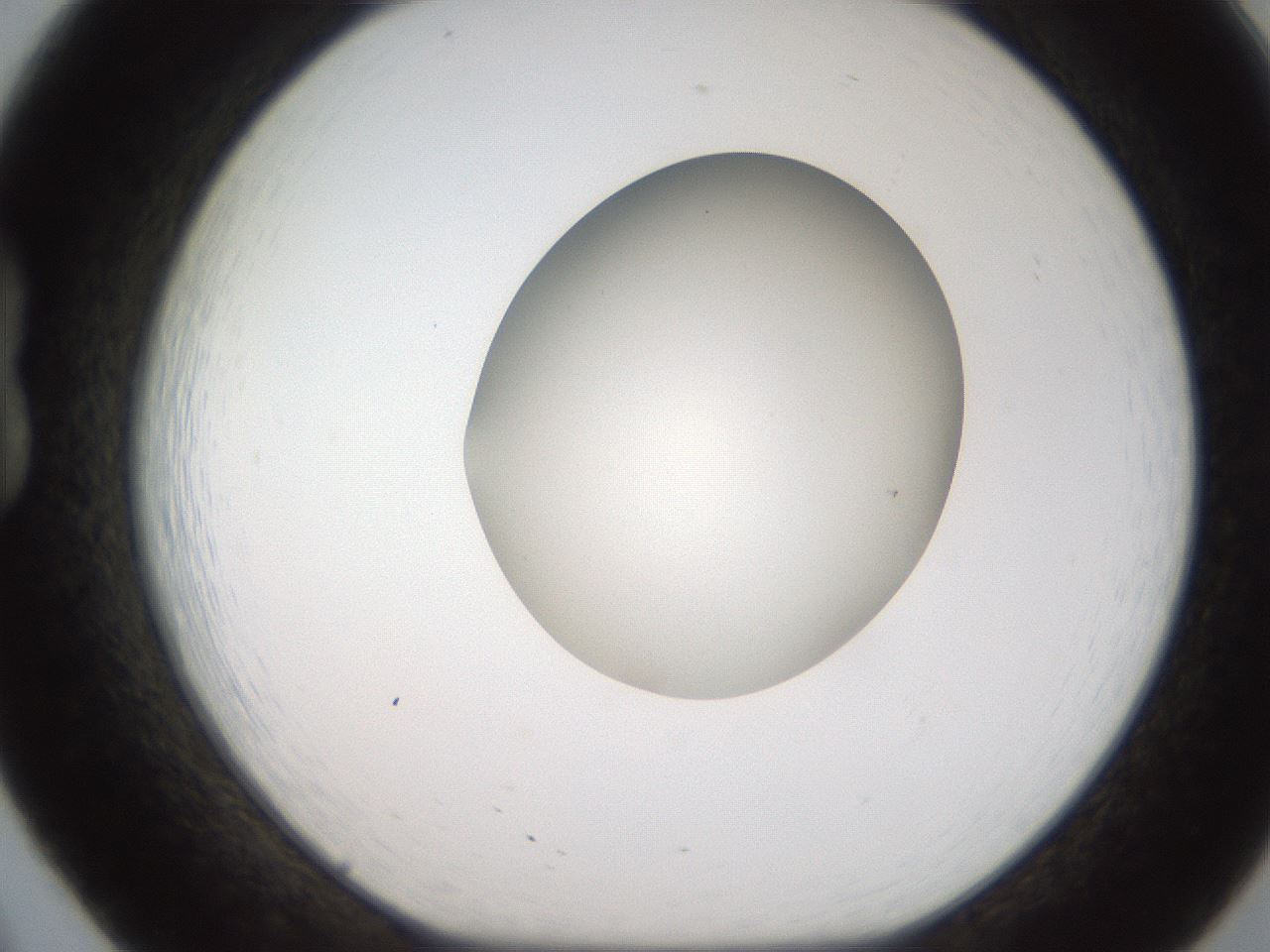 folderID187_plateID2187_batchID9955_wellNum20_profileID1_d1_r148234_ef.jpg