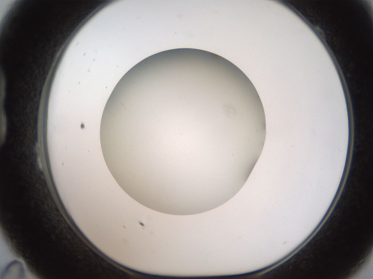 folderID187_plateID2187_batchID9955_wellNum23_profileID1_d1_r148237_ef.jpg