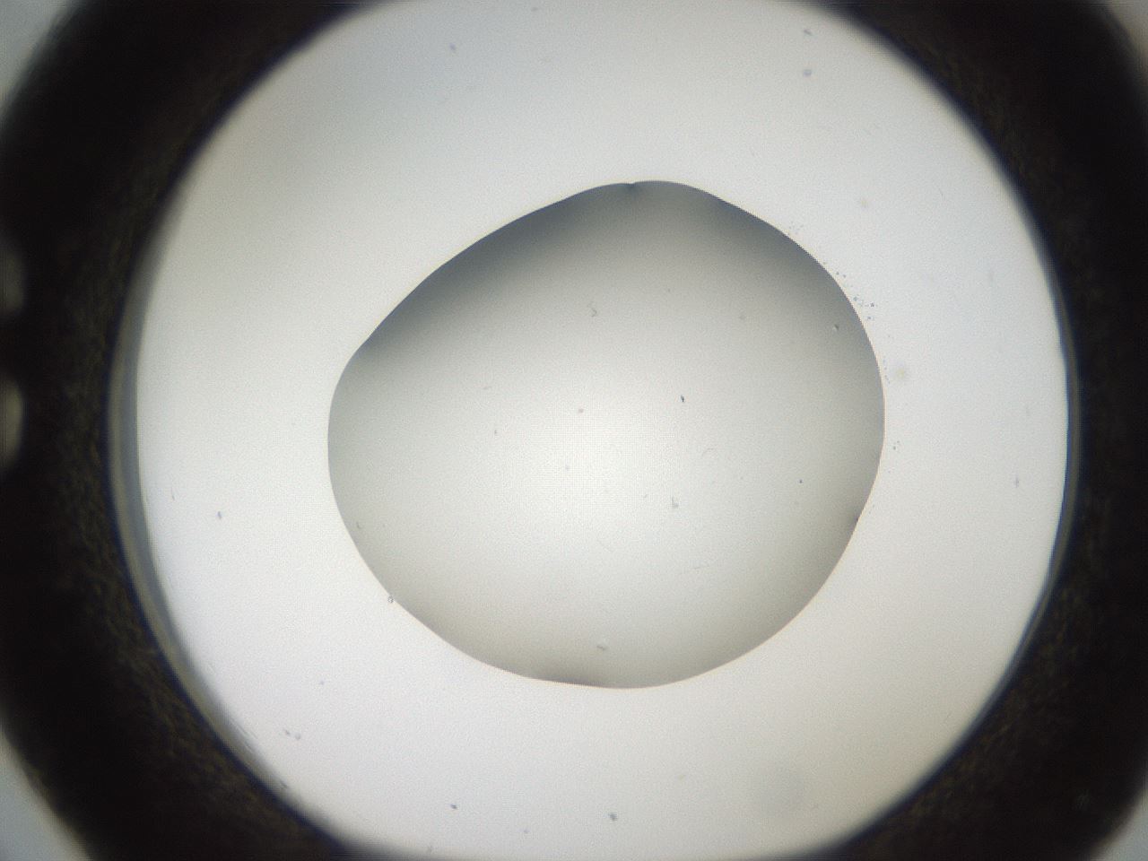 folderID187_plateID2187_batchID9955_wellNum26_profileID1_d1_r148240_ef.jpg