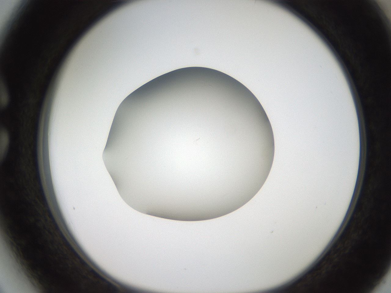 folderID187_plateID2187_batchID9955_wellNum27_profileID1_d1_r148241_ef.jpg