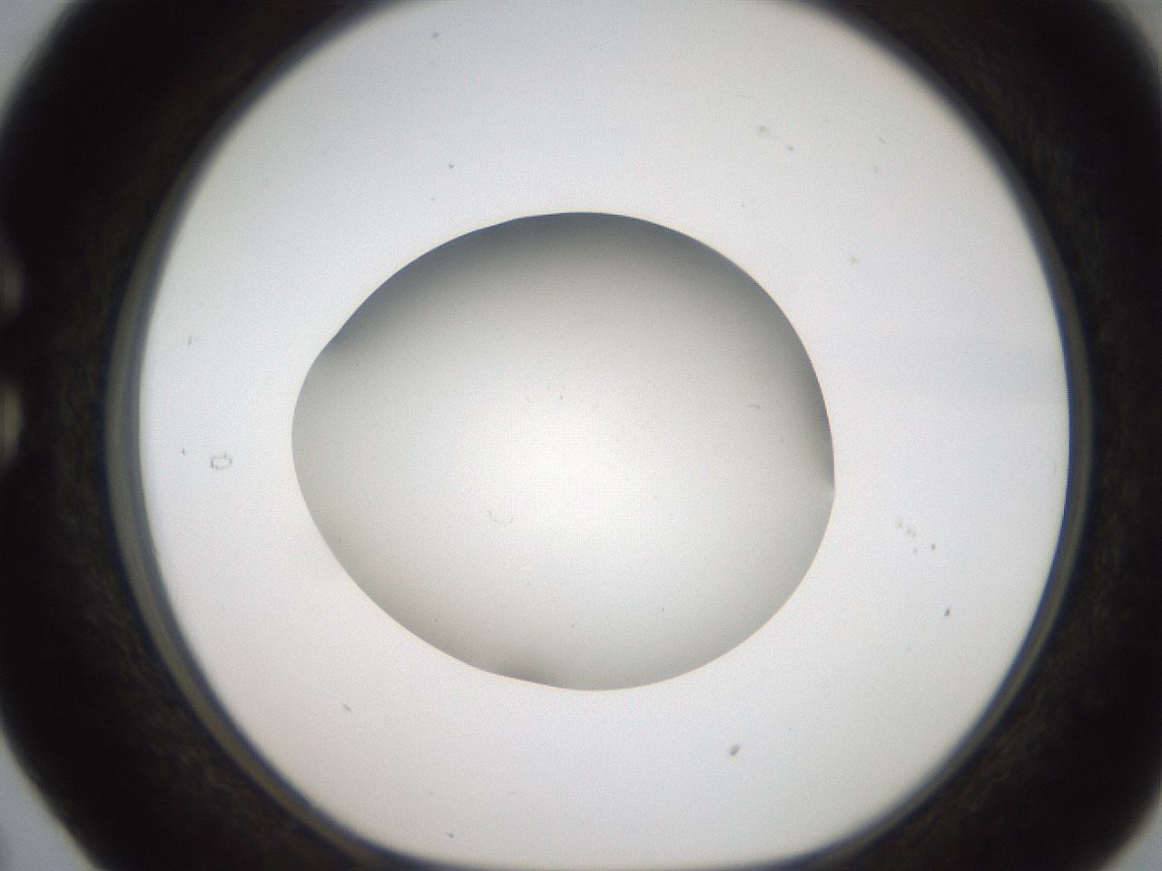 folderID187_plateID2187_batchID9955_wellNum29_profileID1_d1_r148243_ef.jpg