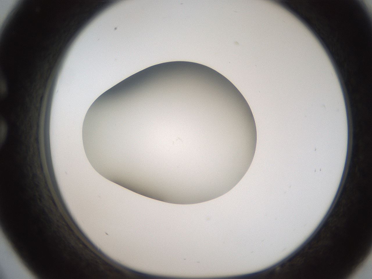 folderID187_plateID2187_batchID9955_wellNum33_profileID1_d1_r148247_ef.jpg