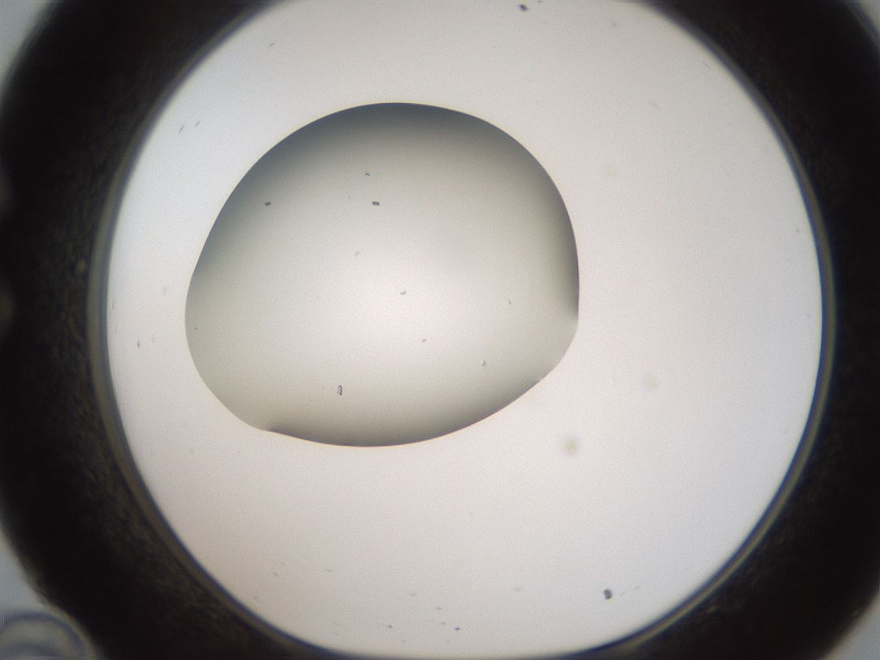 folderID187_plateID2187_batchID9955_wellNum34_profileID1_d1_r148248_ef.jpg