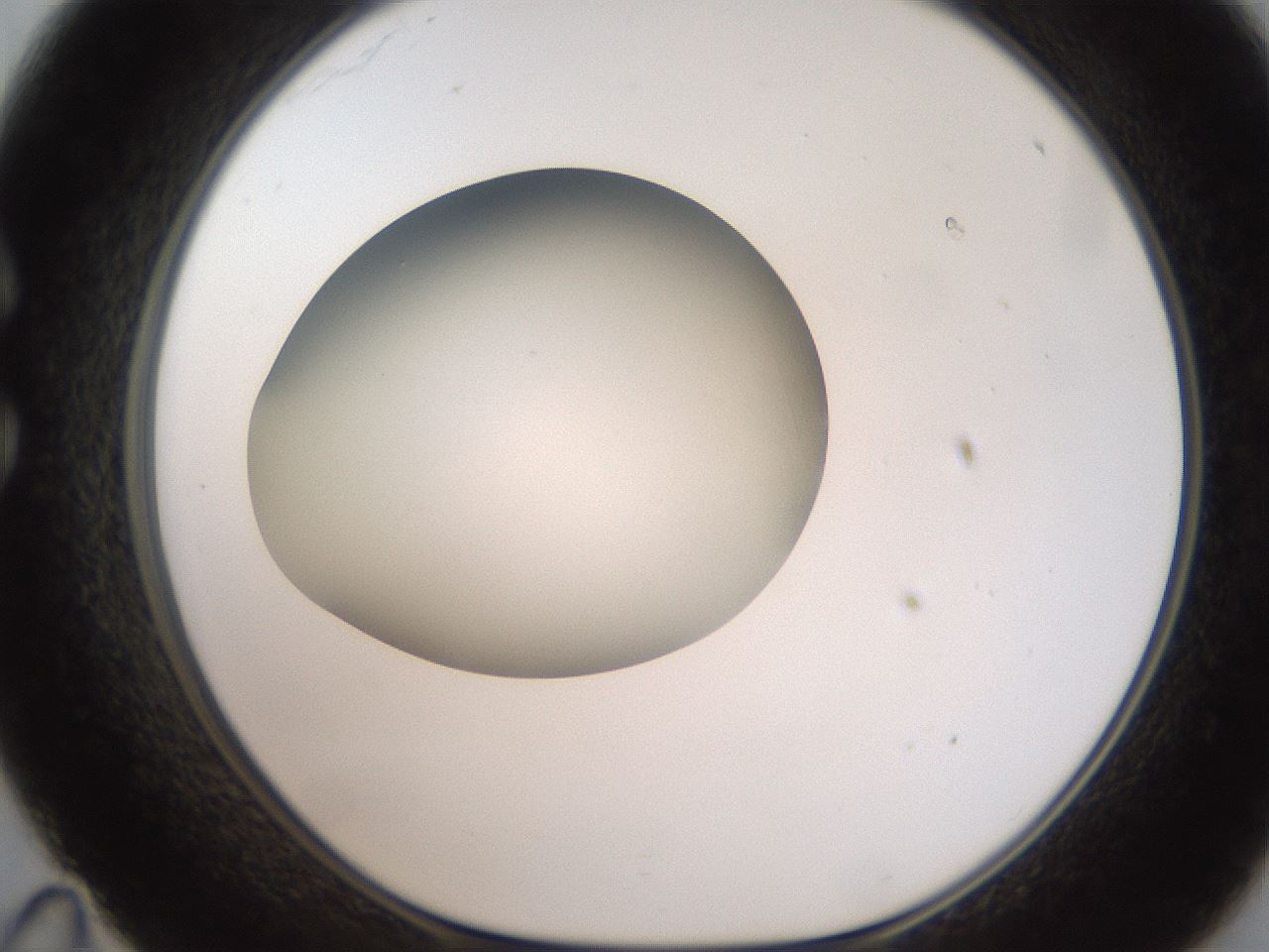 folderID187_plateID2187_batchID9955_wellNum35_profileID1_d1_r148249_ef.jpg