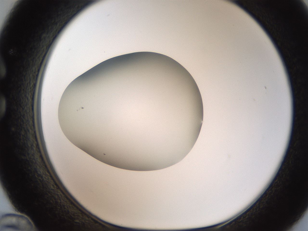 folderID187_plateID2187_batchID9955_wellNum36_profileID1_d1_r148250_ef.jpg