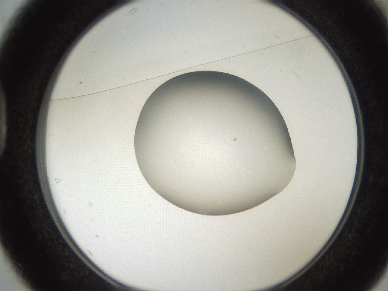 folderID187_plateID2187_batchID9955_wellNum37_profileID1_d1_r148251_ef.jpg