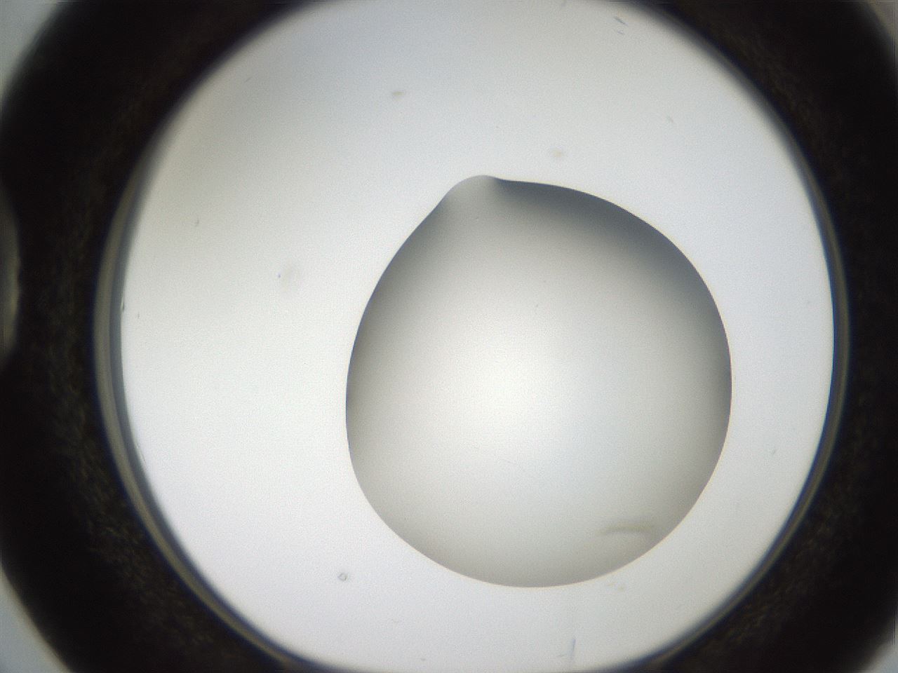 folderID187_plateID2187_batchID9955_wellNum38_profileID1_d1_r148252_ef.jpg