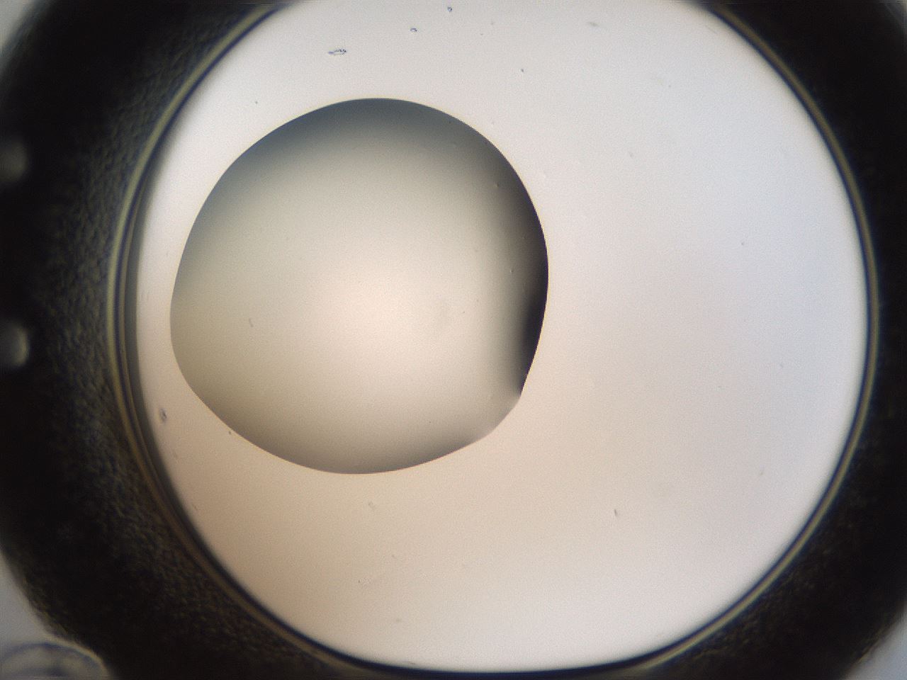 folderID187_plateID2187_batchID9955_wellNum60_profileID1_d1_r148274_ef.jpg