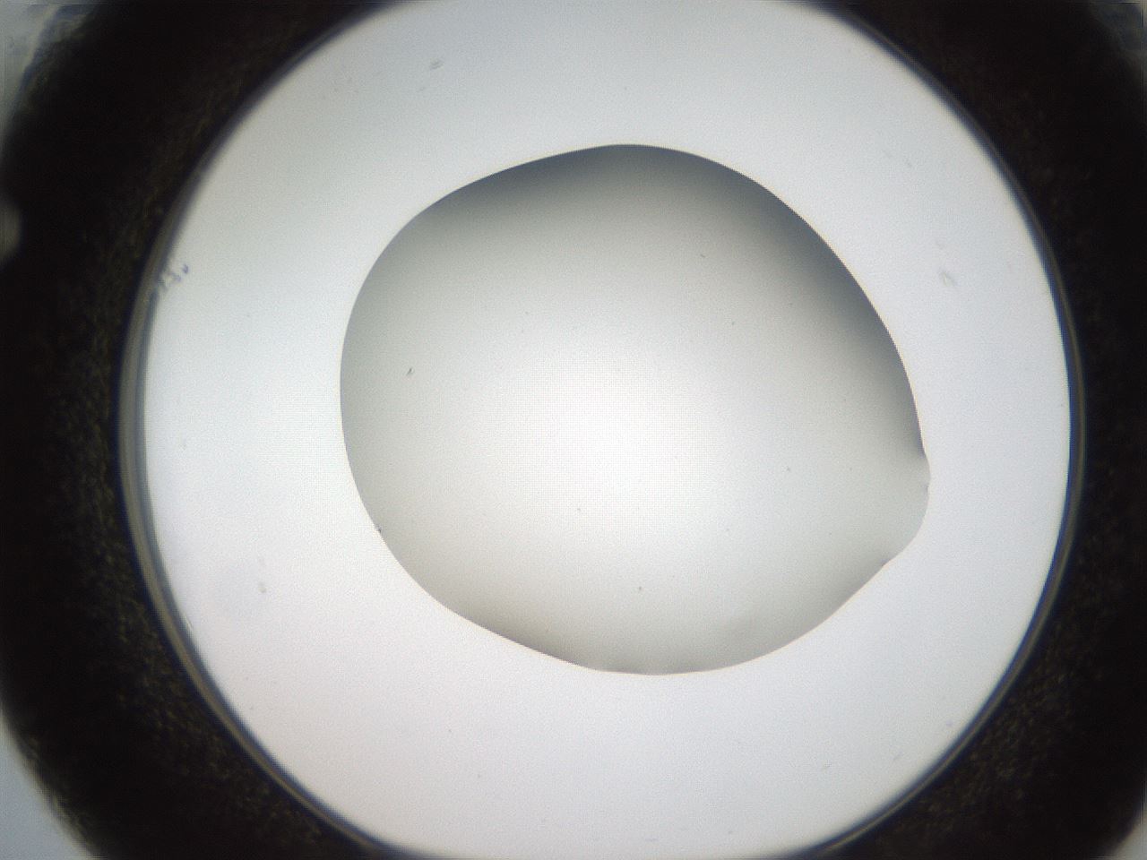 folderID187_plateID2187_batchID9955_wellNum61_profileID1_d1_r148275_ef.jpg