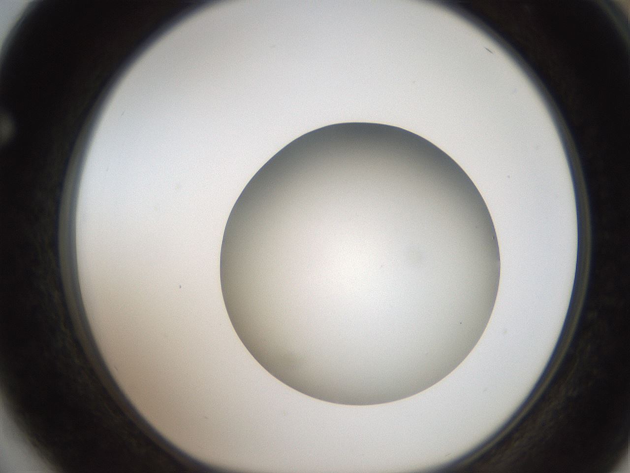 folderID187_plateID2187_batchID9955_wellNum64_profileID1_d1_r148278_ef.jpg