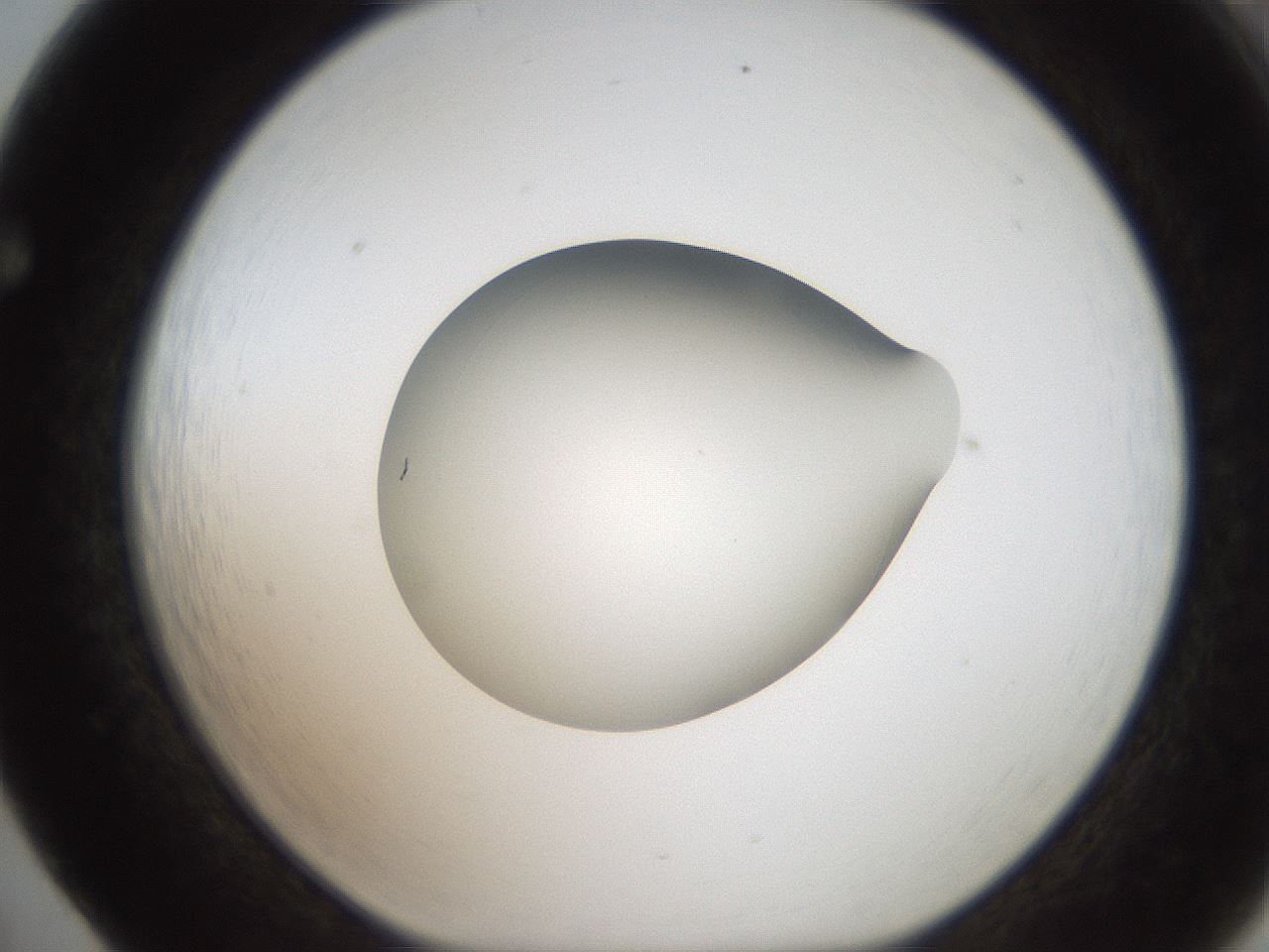 folderID187_plateID2187_batchID9955_wellNum65_profileID1_d1_r148279_ef.jpg
