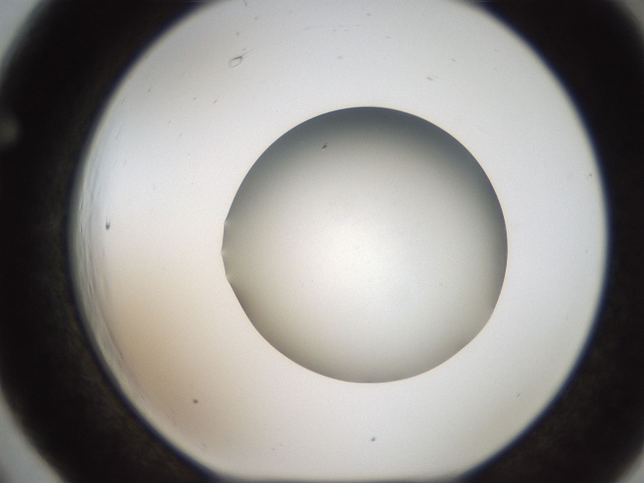 folderID187_plateID2187_batchID9955_wellNum66_profileID1_d1_r148280_ef.jpg