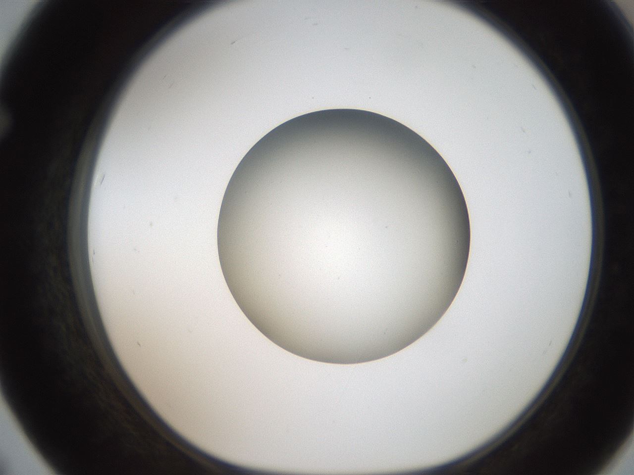 folderID187_plateID2187_batchID9955_wellNum67_profileID1_d1_r148281_ef.jpg