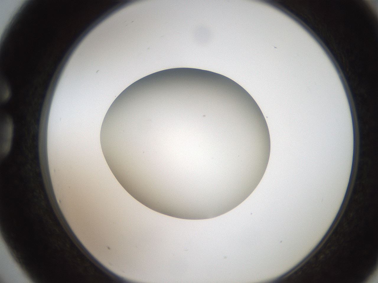 folderID187_plateID2187_batchID9955_wellNum75_profileID1_d1_r148289_ef.jpg