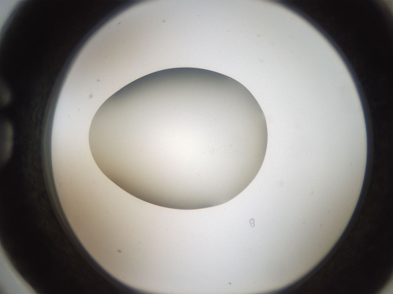 folderID187_plateID2187_batchID9955_wellNum78_profileID1_d1_r148292_ef.jpg