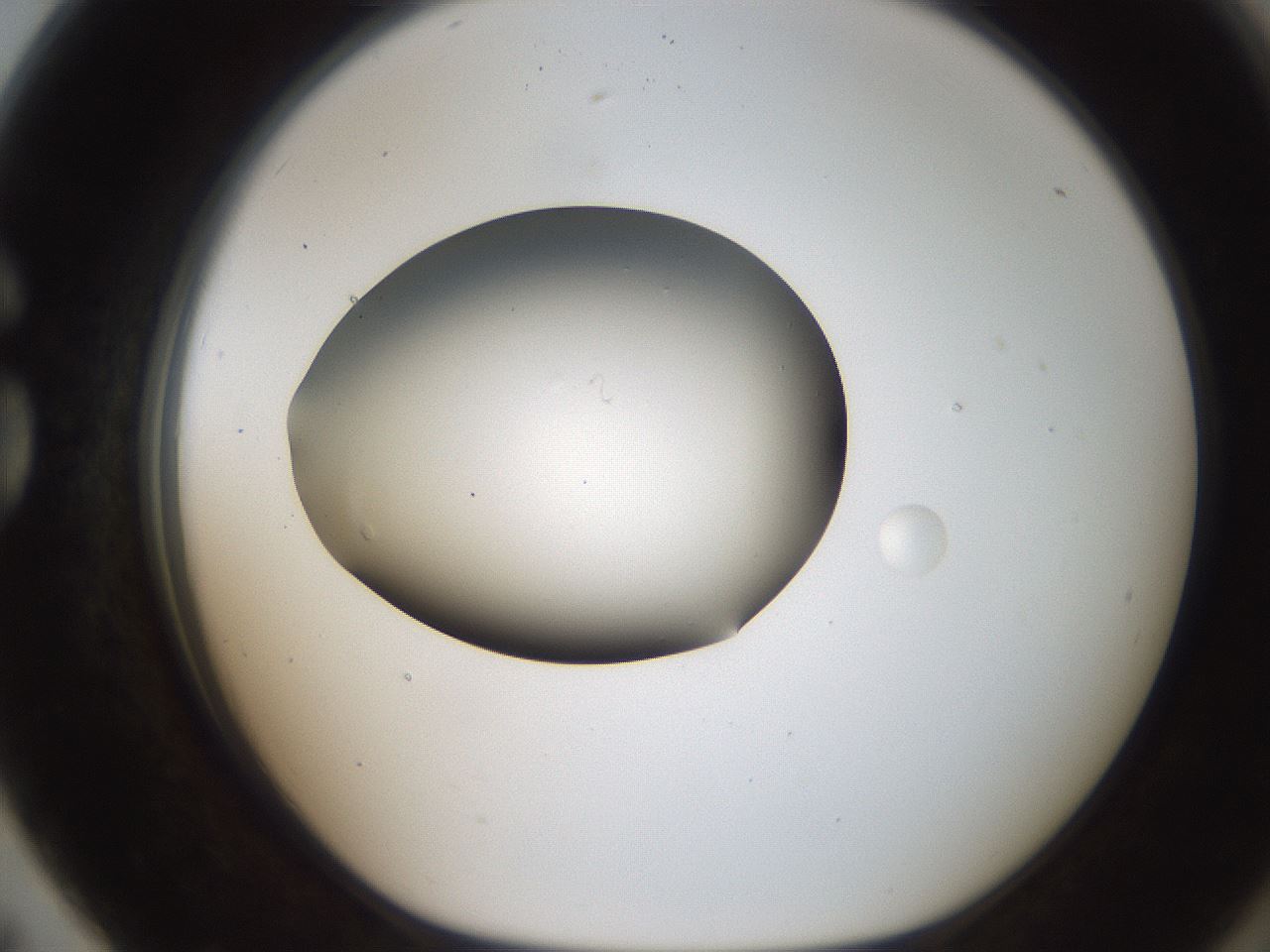 folderID187_plateID2187_batchID9955_wellNum79_profileID1_d1_r148293_ef.jpg