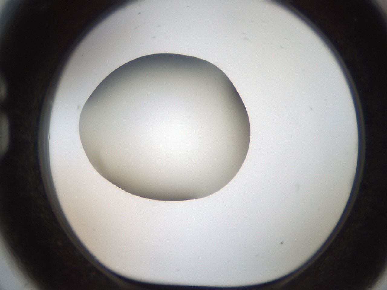 folderID187_plateID2187_batchID9955_wellNum81_profileID1_d1_r148295_ef.jpg