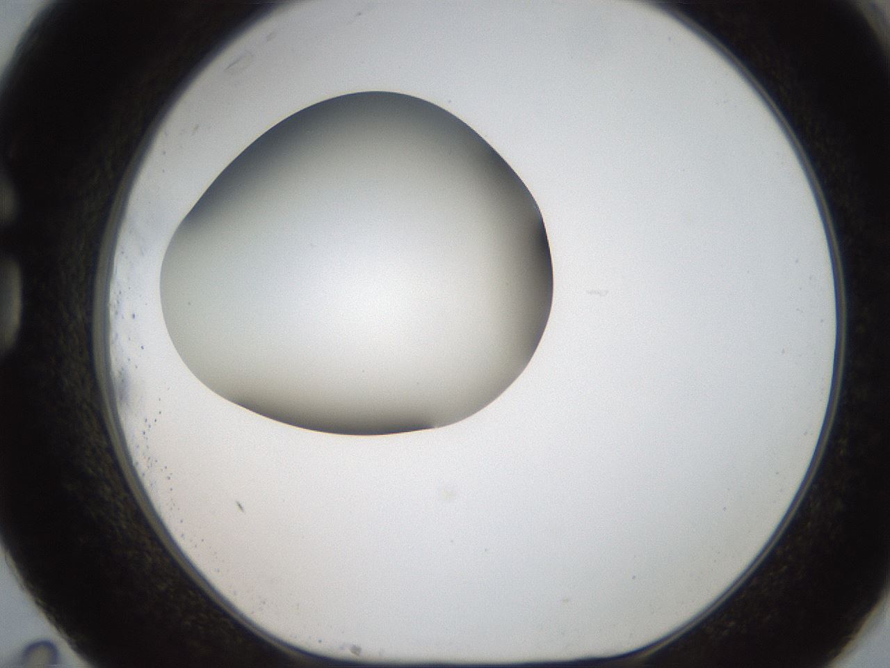 folderID187_plateID2187_batchID9955_wellNum83_profileID1_d1_r148297_ef.jpg