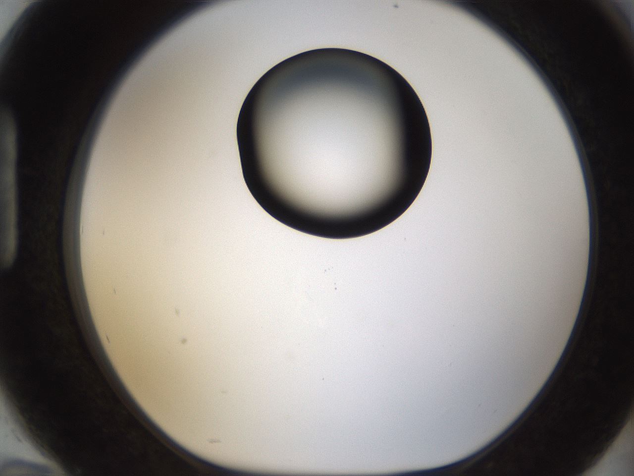 folderID187_plateID1187_batchID3361_wellNum94_profileID1_d1_r65404_ef.jpg