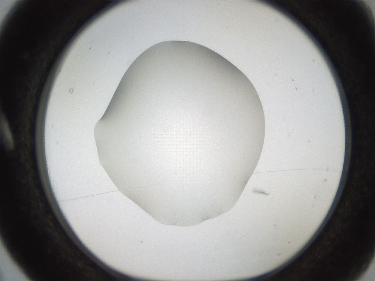 folderID187_plateID2187_batchID9955_wellNum5_profileID1_d1_r148219_ef.jpg
