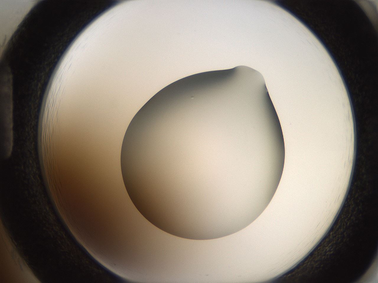 folderID187_plateID2187_batchID9955_wellNum85_profileID1_d1_r148299_ef.jpg