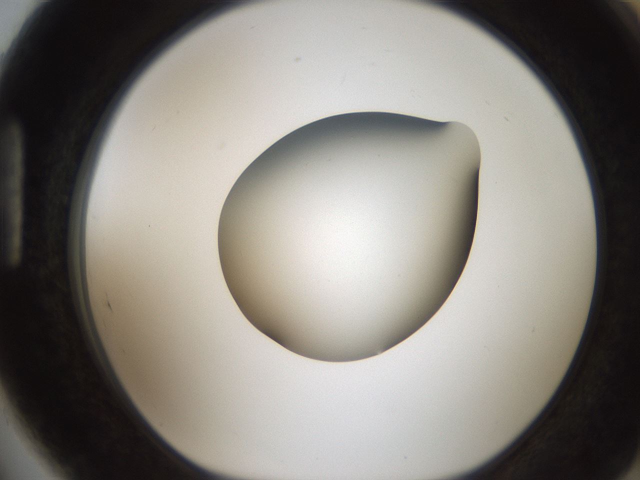 folderID187_plateID2187_batchID9955_wellNum89_profileID1_d1_r148303_ef.jpg
