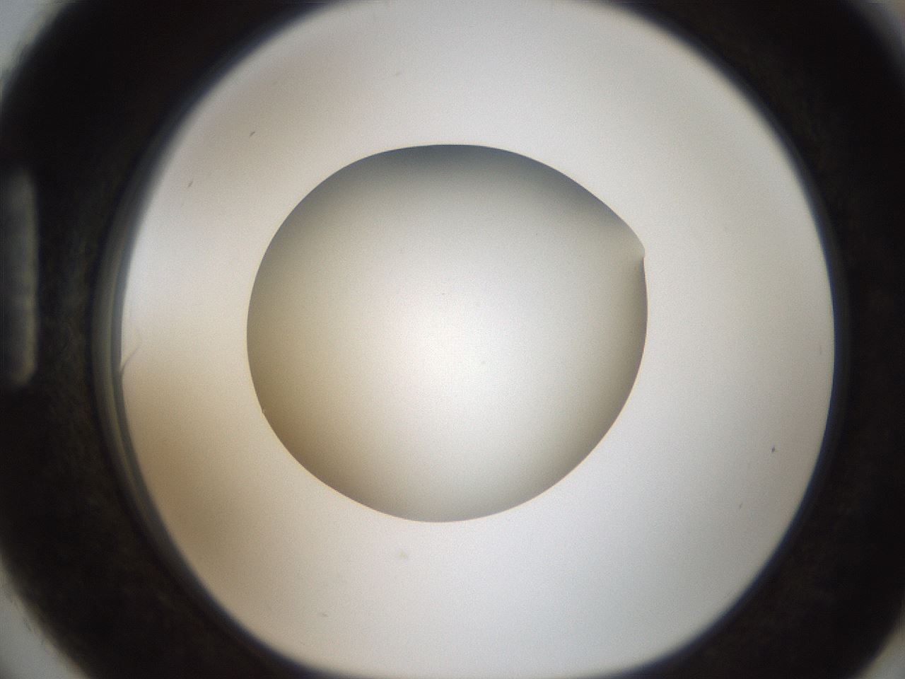 folderID187_plateID2187_batchID9955_wellNum90_profileID1_d1_r148304_ef.jpg