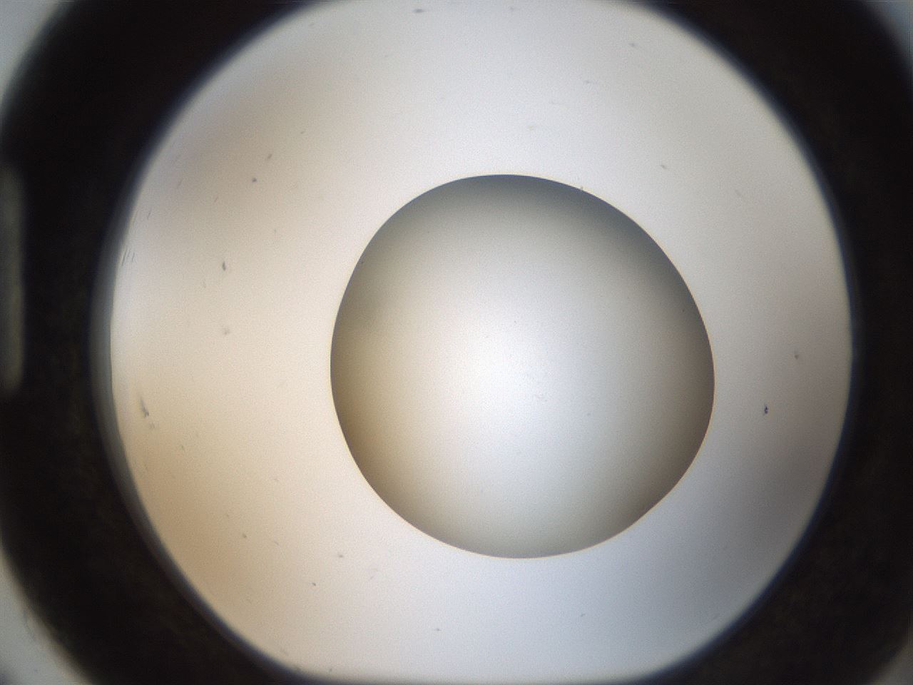 folderID187_plateID2187_batchID9955_wellNum91_profileID1_d1_r148305_ef.jpg