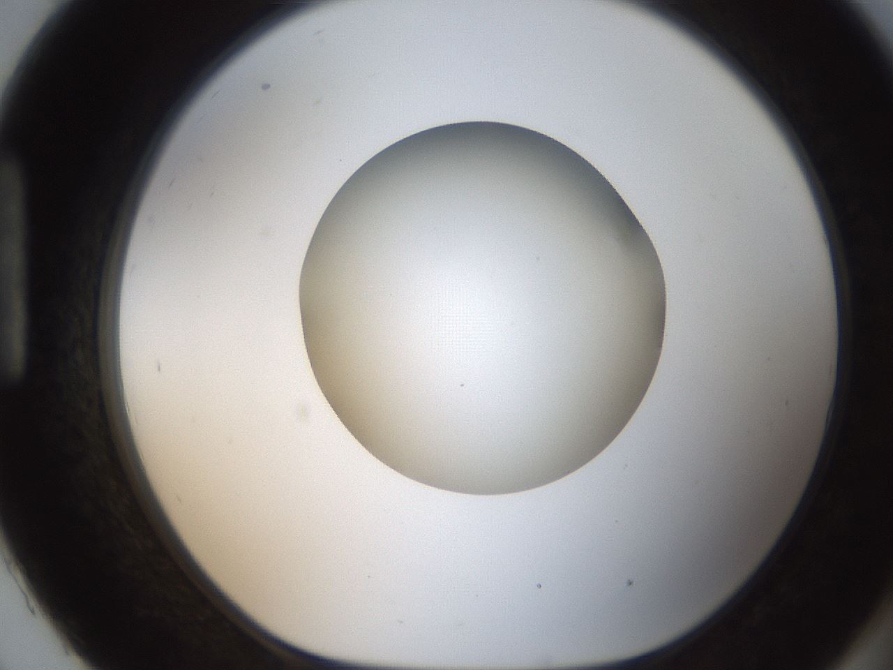 folderID187_plateID2187_batchID9955_wellNum93_profileID1_d1_r148307_ef.jpg