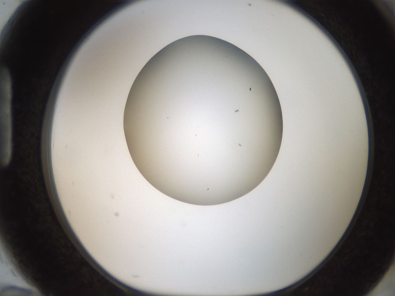 folderID187_plateID2187_batchID9955_wellNum94_profileID1_d1_r148308_ef.jpg