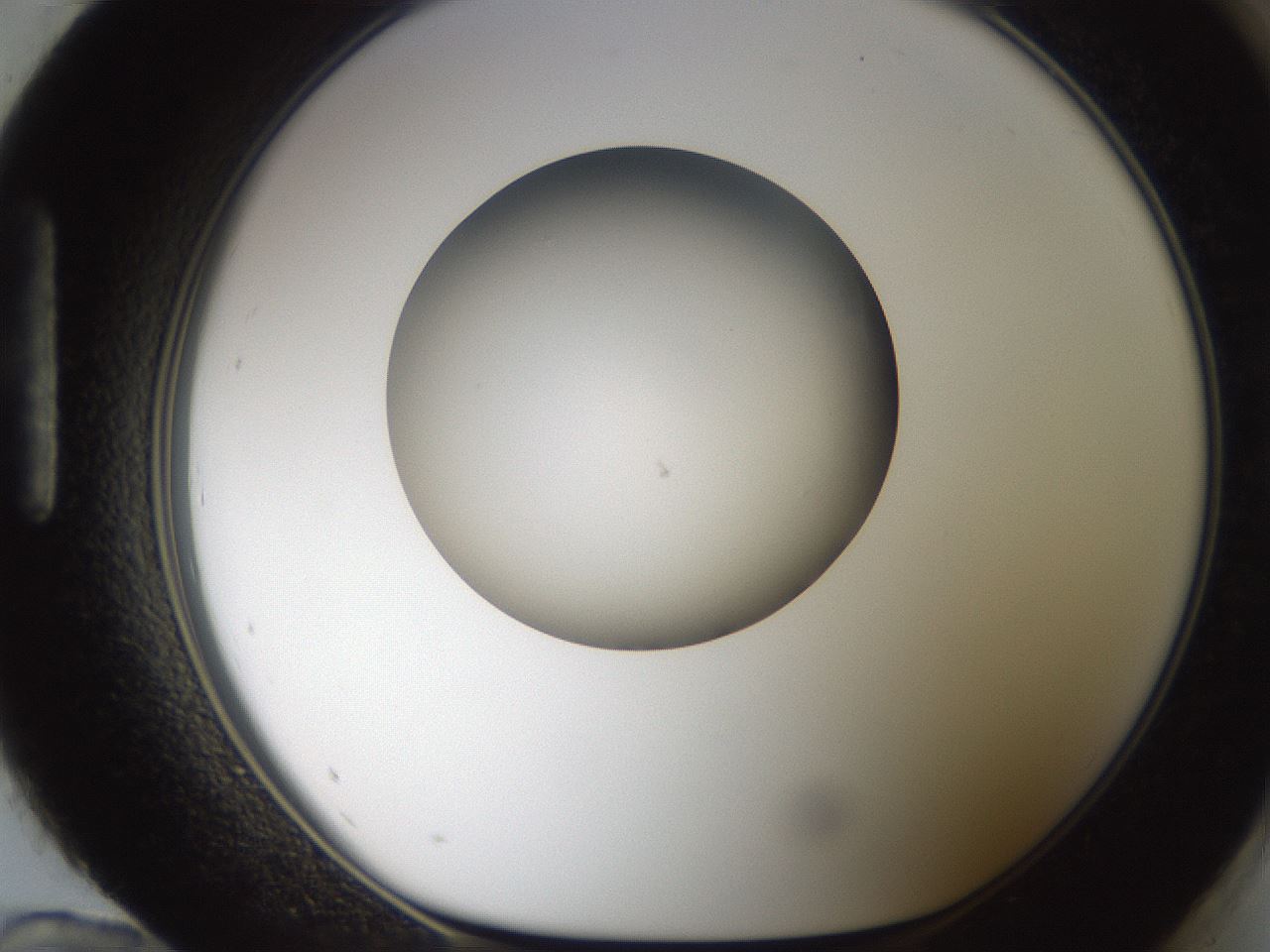 folderID187_plateID2187_batchID9955_wellNum96_profileID1_d1_r148310_ef.jpg