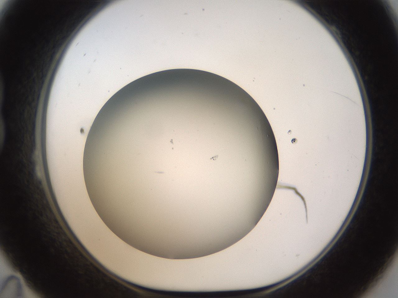 folderID188_plateID1188_batchID3357_wellNum23_profileID1_d1_r65045_ef.jpg