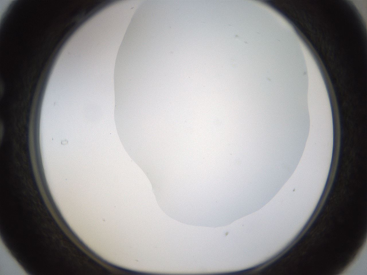 folderID188_plateID1188_batchID3357_wellNum29_profileID1_d1_r65051_ef.jpg
