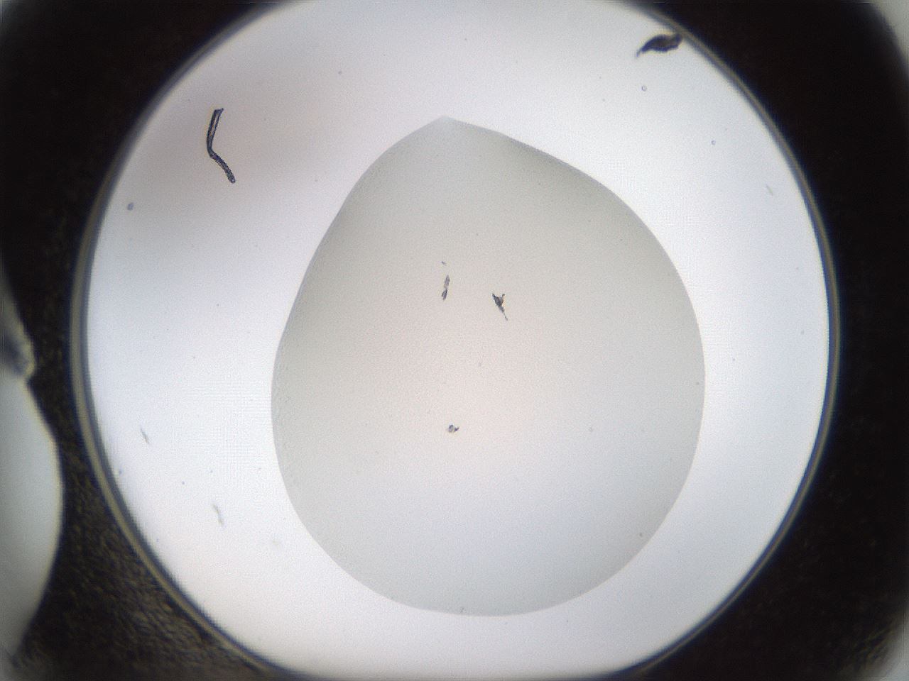 folderID188_plateID1188_batchID3357_wellNum2_profileID1_d1_r65024_ef.jpg